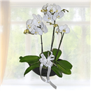 /fileuploads/Produtos/Plantas Naturais/thumb__Isisflor_Orquidea_de_Interior_02.png